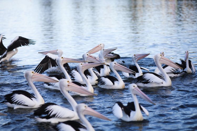 A flock of pelicans floating in a lake